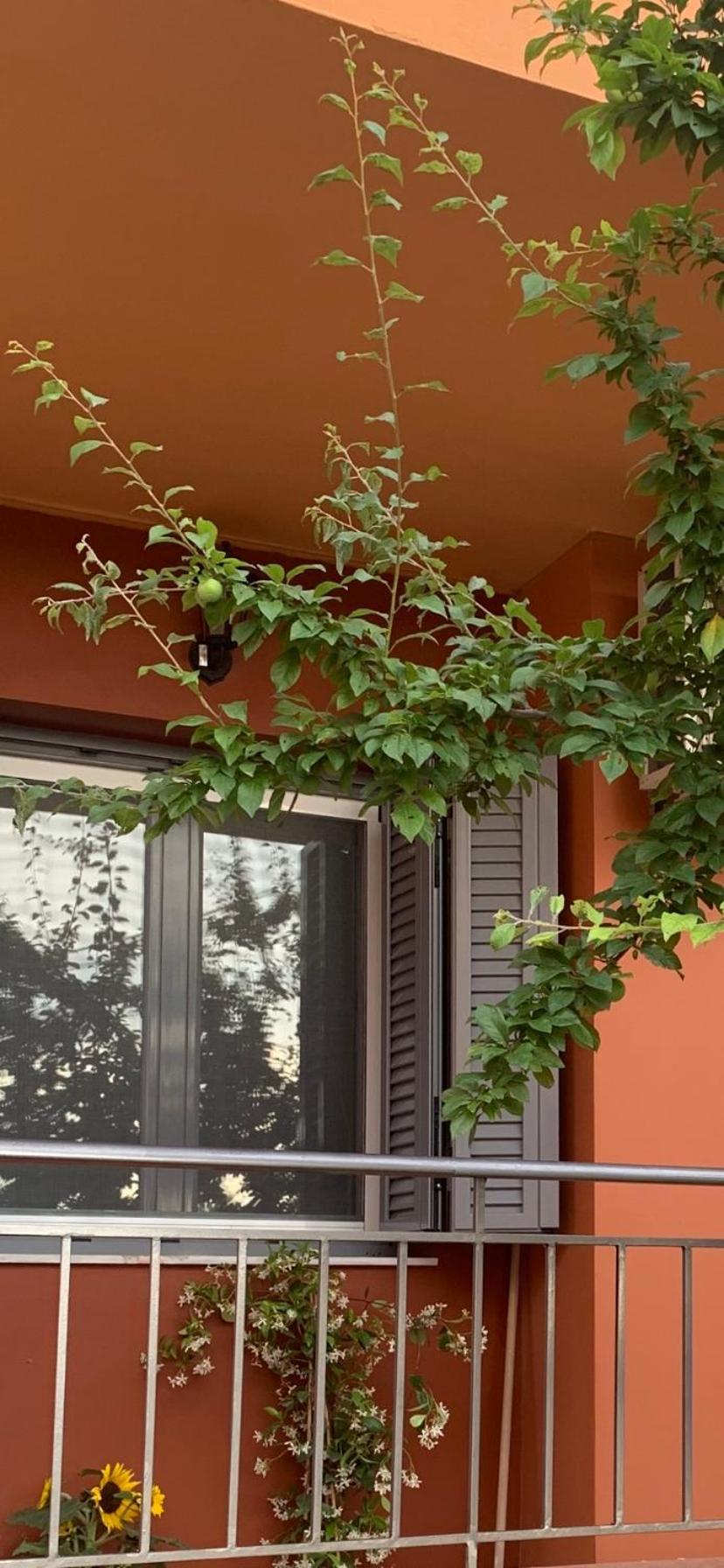Lefkas Apartment Kalligoni Exterior foto
